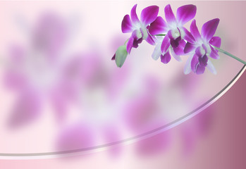 Obraz na płótnie Canvas background of Whtie and violet orchid flower