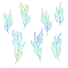 blue green seaweed floral plant illustration