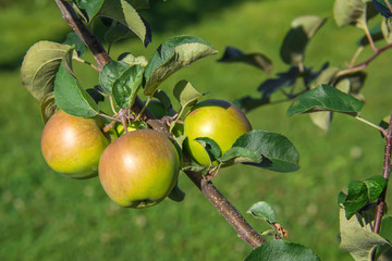 Apples on branch in garden. Selective focus