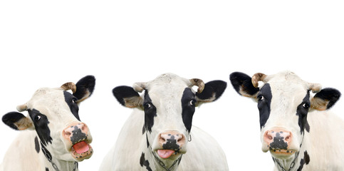 Three funny cow isolated on a white background. Portrait of three cute cows. Group of cows talk to each other - Powered by Adobe