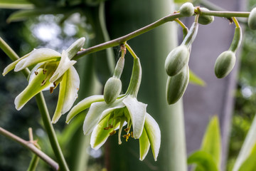Naklejka na ściany i meble Agave Agave fleur ou Choka à la Réunion
