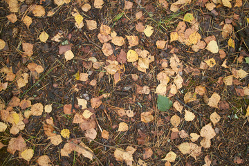 leaves on the ground