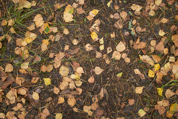 leaves on the ground