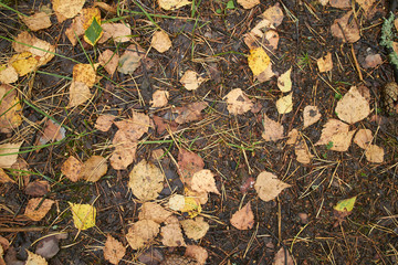 leaves on the ground