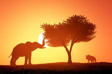 Fototapeta premium Elephant