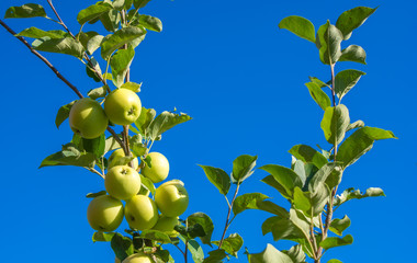 Apples on branch in garden. Selective focus