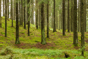 Trädstammar av gran och mark med grön mossa