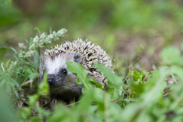Igelkottunge i trädgård © Björn Kristersson