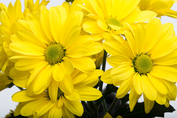 Fototapeta premium Close up of the yellow chrysanthemum flowers
