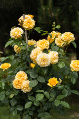 Yellow Rose on the Branch in the Garden