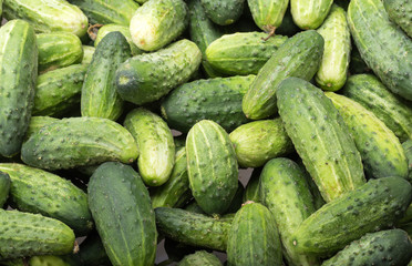 a lot of young cucumbers as background