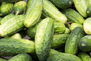 a lot of young cucumbers as background