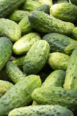 a lot of young cucumbers as background