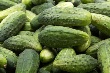 a lot of young cucumbers as background