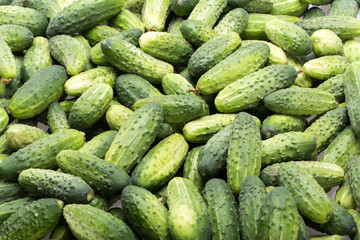 a lot of young cucumbers as background