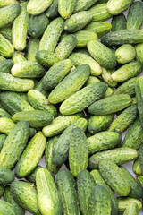 a lot of young cucumbers as background
