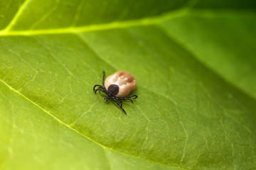 Tick on grass (Ixodes Ricinus)