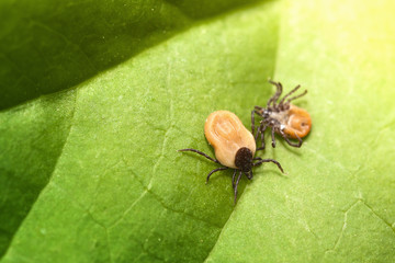 Tick on grass (Ixodes Ricinus)