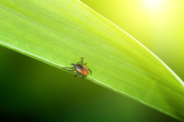 Tick on grass (Ixodes Ricinus)