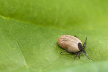 Tick on grass (Ixodes Ricinus)