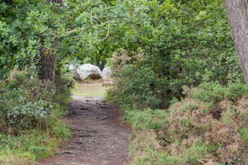 footpath in a forest