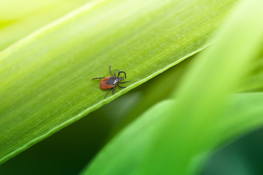 Tick on grass (Ixodes Ricinus)