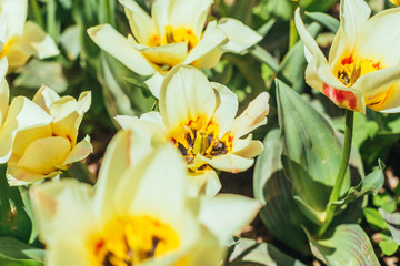 Fototapeta premium colorful tulips, tulips in spring
