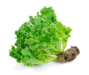 Green lettuce isolated on the white background.