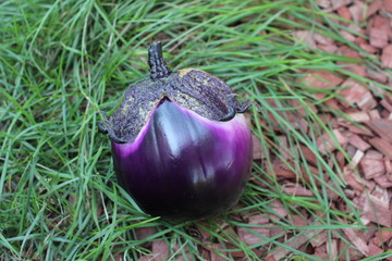 Fresh eggplant on the grass