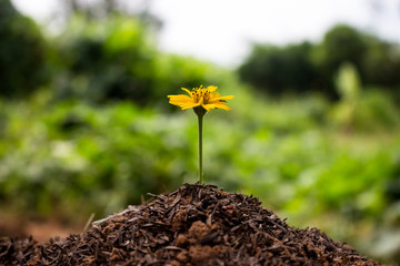 Flowers yellow plant.