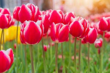 colorful tulips, beautiful flower in the garden