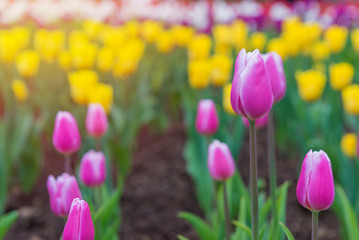 colorful tulips, beautiful flower in the garden