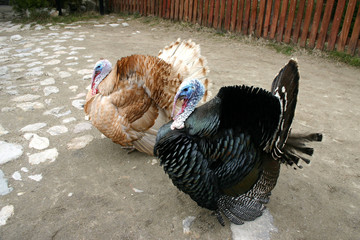 two turkeys © artfoto53