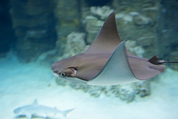 Морской скат  © galina_savina