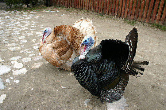 two turkeys