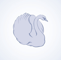 Pair of graceful swans. Vector drawing