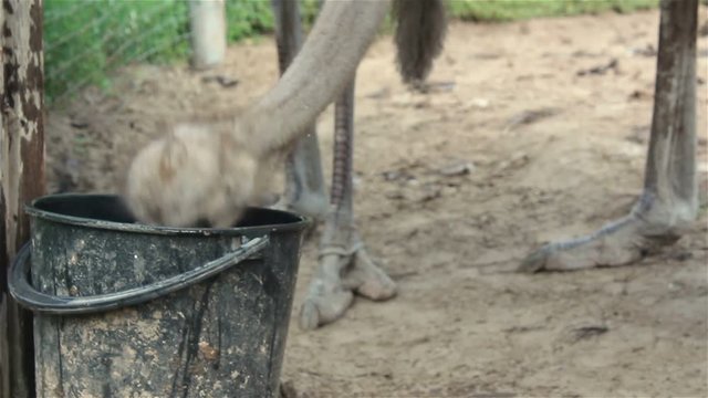 ostriches on a farm drinking water