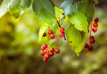 Red Viburnum berries in autumn