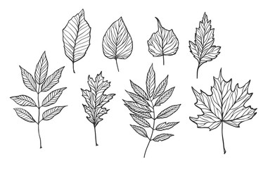 Fototapeta premium Hand drawn vector illustrations. Set of fall leaves. Forest design