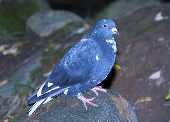 Blue pigeon sitting on a rock