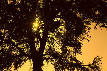 Fototapeta na wymiar tree silhouette sunset