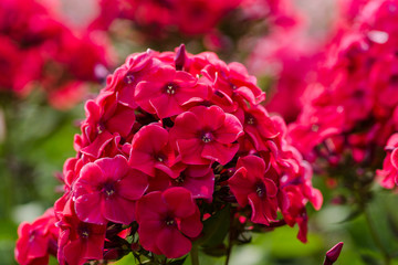 Phlox in the garden. Shallow depth of field.