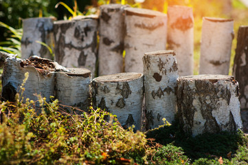birch wooden stumps for landscape decoration in the park