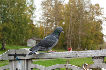 Pigeon sitting on parapet of the bridge