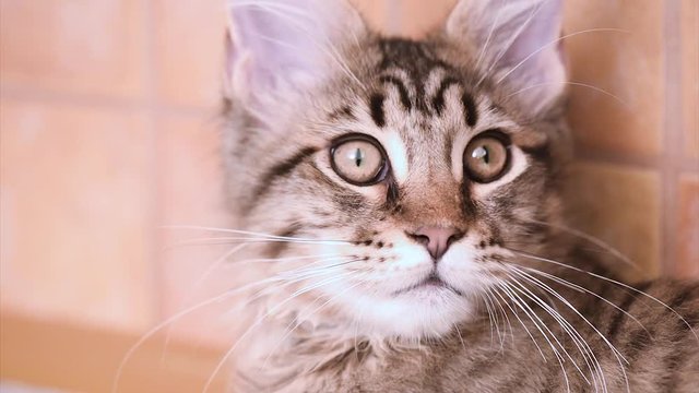 Funny Maine coon cat move his head back and forth. Adorable tabby kitten 4 months old close up. Beautiful kitty is looking something . Young cat with black lines at home observing around. 