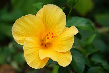 黄色いハイビスカスの花