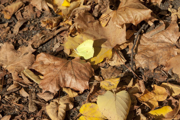 Yellow, orange and red autumn leaves in beautiful park.