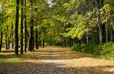 Fototapeta na wymiar Colorful foliage in the autumn park