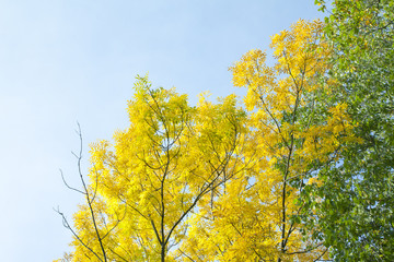 Yellow leaves on blue sky background