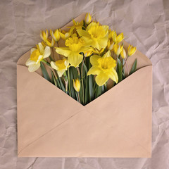 Narcissus. Envelope with spring flowers over rough crumpled pape